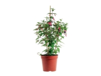 Large Fuchsia 2.99 €