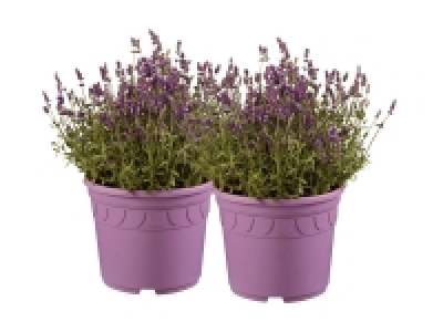 Lidl  Lavender XXL