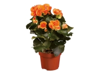 Lidl  Assorted Begonias