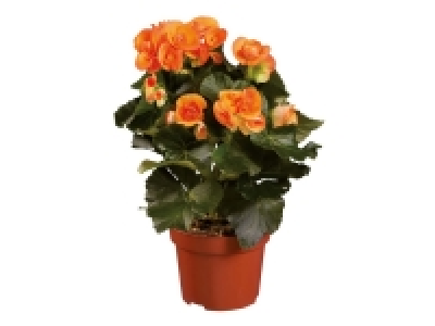 Assorted Begonias