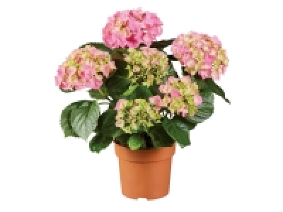 Hydrangea 7.99 €