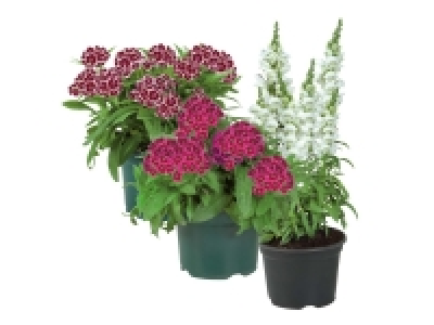 Perennial Selection 4.99 €