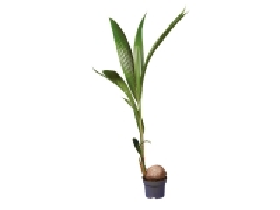 Coconut Palm 9.99 €