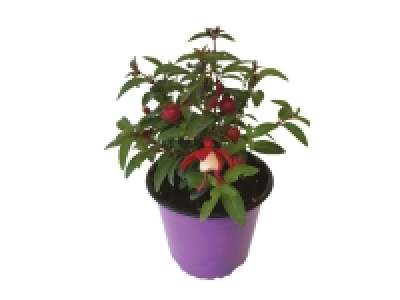 Fuchsia Fuchsita 2.89 €