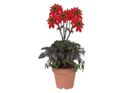 Dahlia Lubega 2.89 €