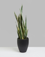 Dunnes Stores  Carolyn Donnelly Eclectic Snake Plant