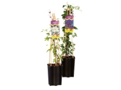 Clematis Mix 5.99 €