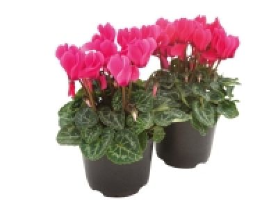 Mini Cyclamen 1.69 €