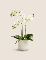 Marks and Spencer  Artificial Large Orchid Plant