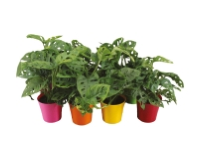 Lidl  Monkey Leaf Plant