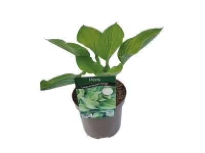 Hosta Mix 3.99 €