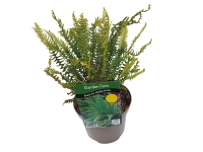 Garden Ferns 3.99 €
