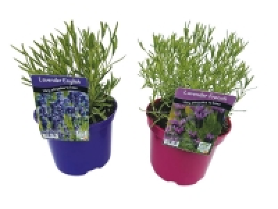English/French Lavender 4.99 €