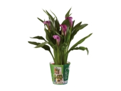 Calla Lily 5.99 €