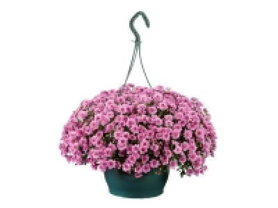 Chrysanthemum Hanging Basket 9.99 €