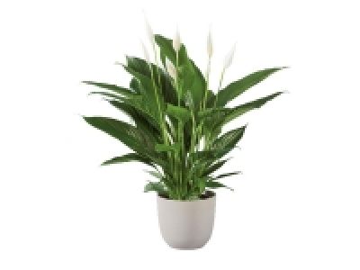 Large Peace Lily 8.99 €