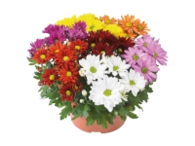 Chrysanthemum Carnival XL 4.99 €