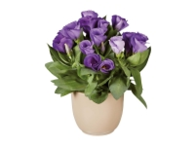 Lisianthus 2.49 €