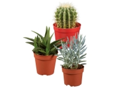 Cacti < Succulents 3.99 €