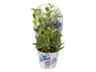Blueberry Plant 4.99 €