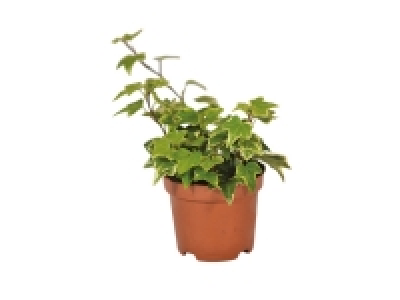 Bedding Ivy 1.69 €
