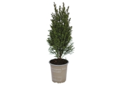 Bedding Conifer 1.69 €