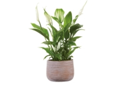 Peace Lily in Ceramic Pot 4.99 €