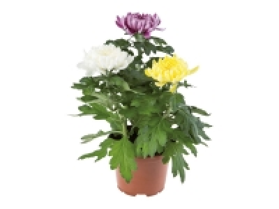 Pom Pom Chrysanthemum 3.99 €