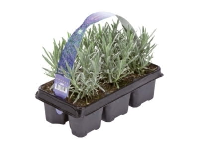 Lavender 6 Pack 5.99 €