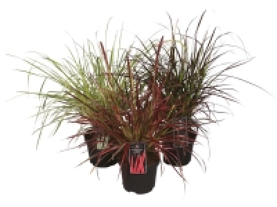 Lidl  Fountain Grass