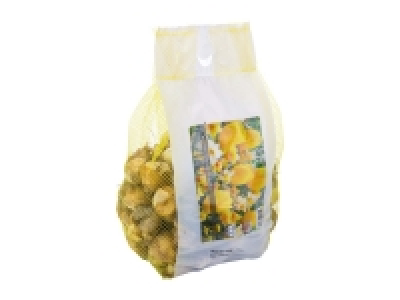 Landscape Bulb Mix
