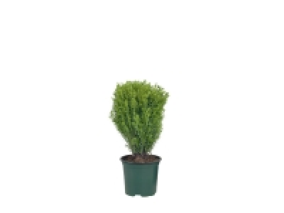 Wilma Goldcrest 2.79 €