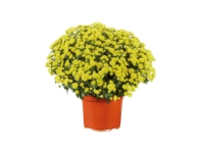 Lidl  Extra Large Garden Mums