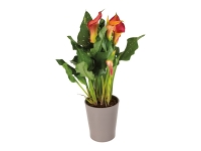 Calla Lily in Ceramic Pot 7.99 €