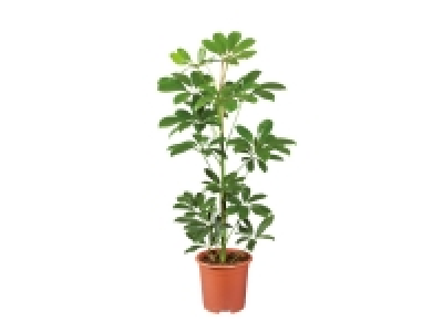 Medium Houseplant 6.99 €
