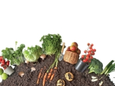 Organic Irish Lettuce