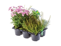 Lidl  6 Pack Outdoor Mix