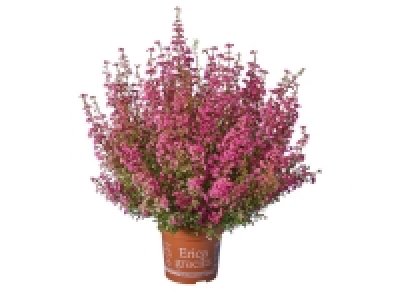 Erica Gracillis 2.29 €
