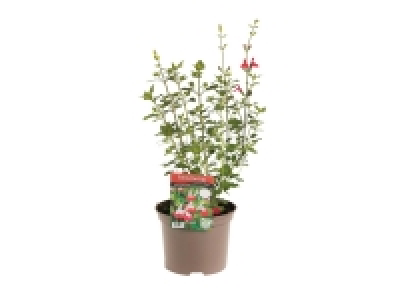 Salvia Hot Lips