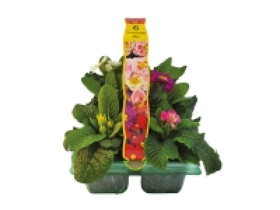 6 Pack Primroses 3.99 €
