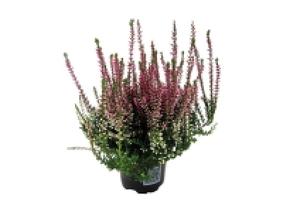 Lidl  Autumn Heather