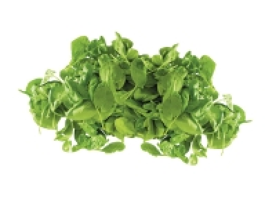 Baby Leaf Spinach 0.79 €