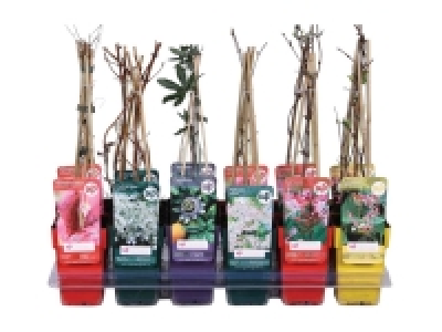 Lidl  Climbing Plant Mix