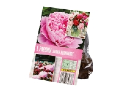 Lidl  Peony Bulbs