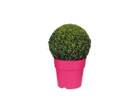 Lidl  Extra Large Buxus Ball
