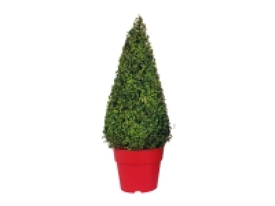 Extra Large Buxus Pyramid 17.99 €