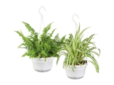 Indoor Hanging Basket