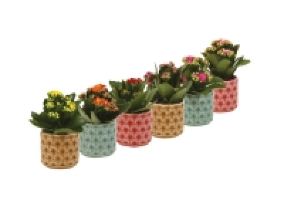 Lidl  Kalanchoe in Ceramic Pot