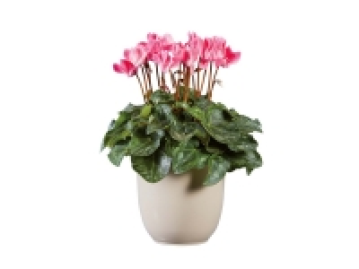 Lidl  Cyclamen