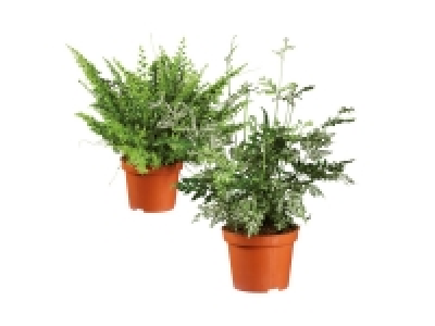 Vine < Fern Selection